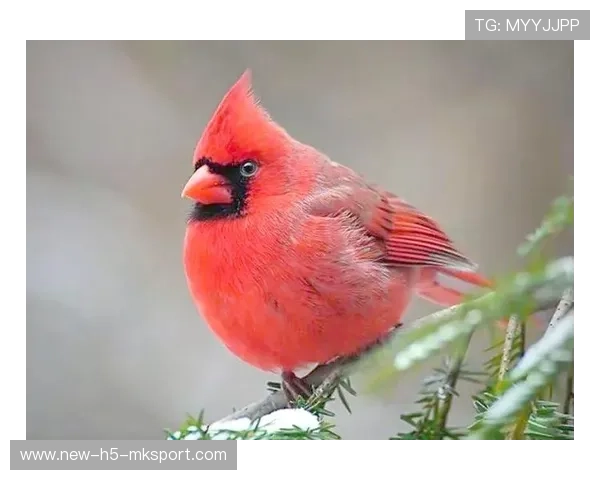 红雀士气低迷，主帅称需寻找新节奏，红雀是什么